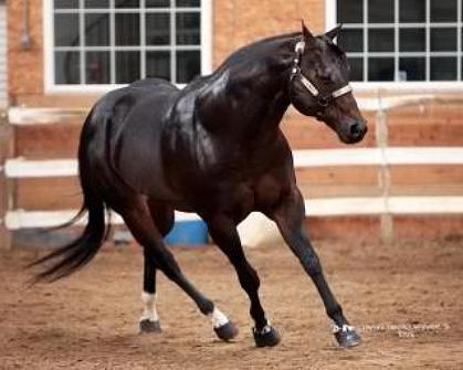 horse stallion horses impressive quarter cuarto milla magic eyes classic aqha