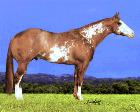 stallion apha